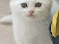 2 aylık teslime hazır scottish fold yavrular