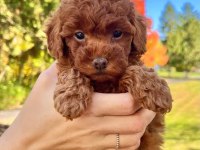 A kalite toy poodle yavrular