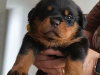 ROTTWEİLER ORJİNAL KÖPEKLER