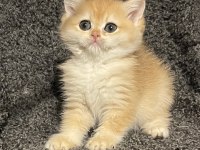 Anne Baba Şecereli Golden NY12 Safkan British Shorthair