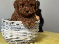 Kıvırcık tüy yumağı toy poodle yavrularım