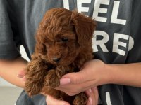 KOYU RENK TOY POODLE YAVRULARI