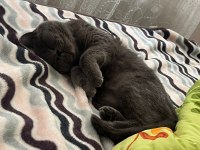 Sahiplendirme british shorthair dişi
