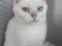 2.5 aylık dişi british longhair