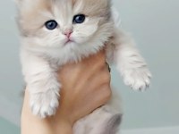 Safkan Şecereli Anne Babadan British Longhair Prenses