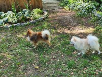 Eş pomeranian boo