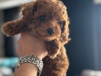 Aradığınız Poodle Yavrular Burada Yasal Çiftlikten