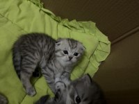 Scottish fold ve scottish longhair sahiplendirilecek