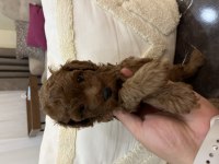 Evimde baktığım toy poodle yavrularım
