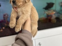 Baby face golden retriever bebekler