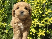Orjinal Teacup Maltipoo