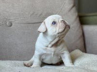 İzmir french bulldog köpeğimiz