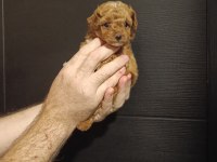 EFSANE YAVRU TOY POODLE