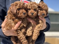 Wc eğitimli aşılı pasaportlu toy poodle 