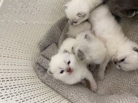 British shorthair kediler vakti gelince sahiplendirilecek