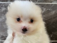 Orjinal Minyatür pomeranian
