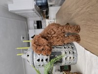 Teacup red brown toy poodle