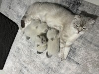 1 aylık yavru british shorthair