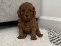 A Kalite Toy Poodle