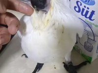 Bebek kakadu yeni yuvasını arıyor