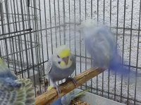 RAİNBOW MUHABBET KUŞU ADANA ÇUKUROVA