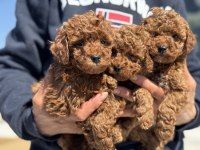 Petmode köpek çiftliğinde ziyarete açık toy poodle
