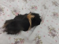 İki tatlı guinea pig