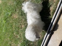 8 aylık bütün aşıları yapılmış çipli köpek