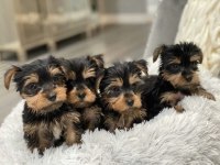Yorkshire Terrier Yavrular Mükemmel Güzellik