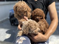 Ankaranın en elit kore maltipoo yavruları