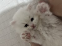 British longhair yavrusu
