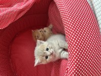 British Shorthair 45 Günlük Yavru Kediler