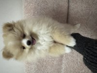 3 aylık dişi pomeranian