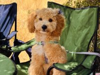 Adı Karamel 6 Aylık Maltipoo