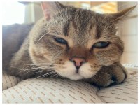 Isparta Şarkikaarağaç British Shorthair Golden Tabby