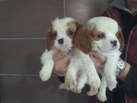 Cavalier king charles
