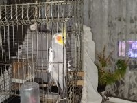 1 buçuk yaşında erkek sultan papağanı
