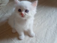DİŞİ ERKEK YAVRULAR KEDİMİZ