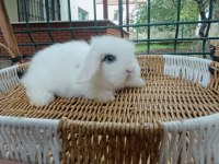 Hollanda teddy lop tavşanlar