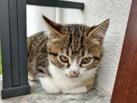 4 aylık cana yakın yavru kediler