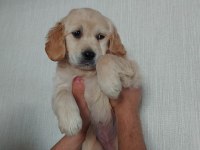 YAVRU GOLDEN RETRİEVER