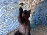 British shorthair nadir bulunan chocolate safkan erkek yavru