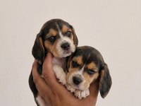Sağlıklı Beagle Yavrular