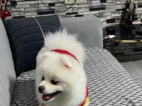 7 aylık full aşılı erkek 0 numara pomeranian boo