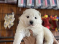 ORJİNAL SAFKAN SAMOYED
