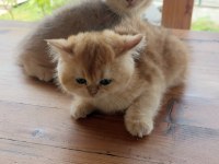 Şecereli british longhair yavrular sahiplendirilecektir