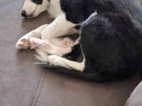4 aylık dişi border collie