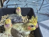 Bebek sultan papağanları lutino karışık