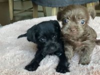45 günlük 5 yavru yorkshire terrier
