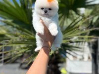Orjinal Pomeranian Boo